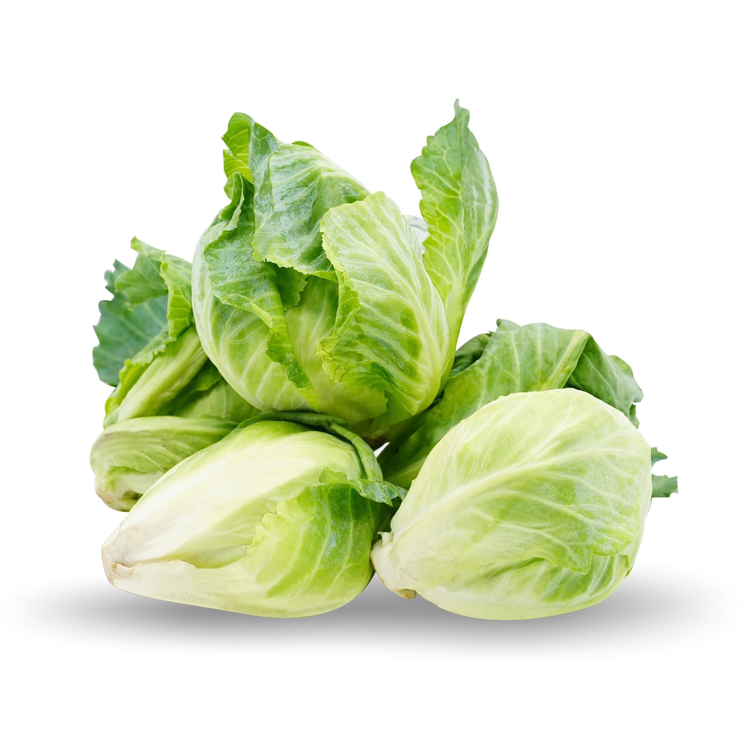 BABY CABBAGE