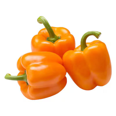 CAPSICUM YELLOW