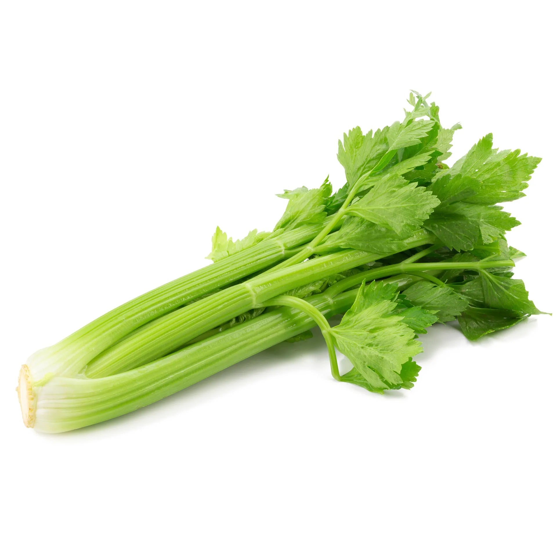 CELERY