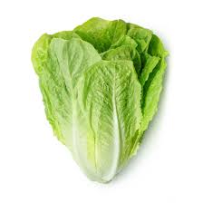 LETTUCE