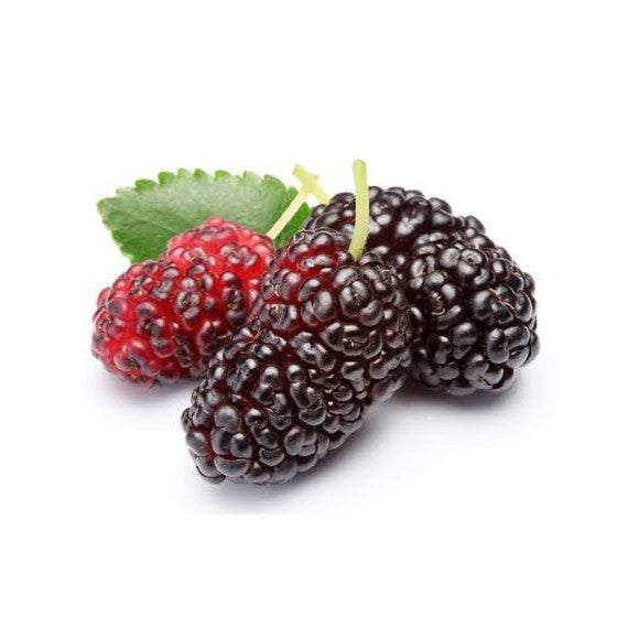 MULBERRY BLACK