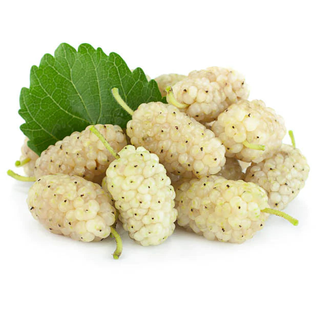 MULBERRY GREEN