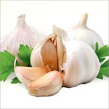 GARLIC EGYPT
