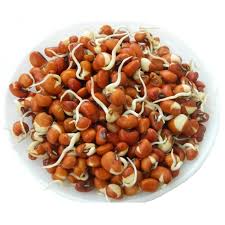 LOOBIA SPOURT