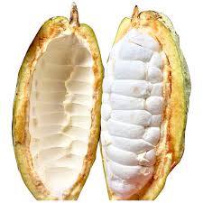 COCOA FRUIT