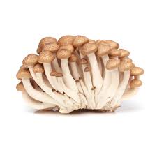 MUSHROOM BROWN SHIMOJI