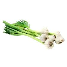 SPRING GARLIC
