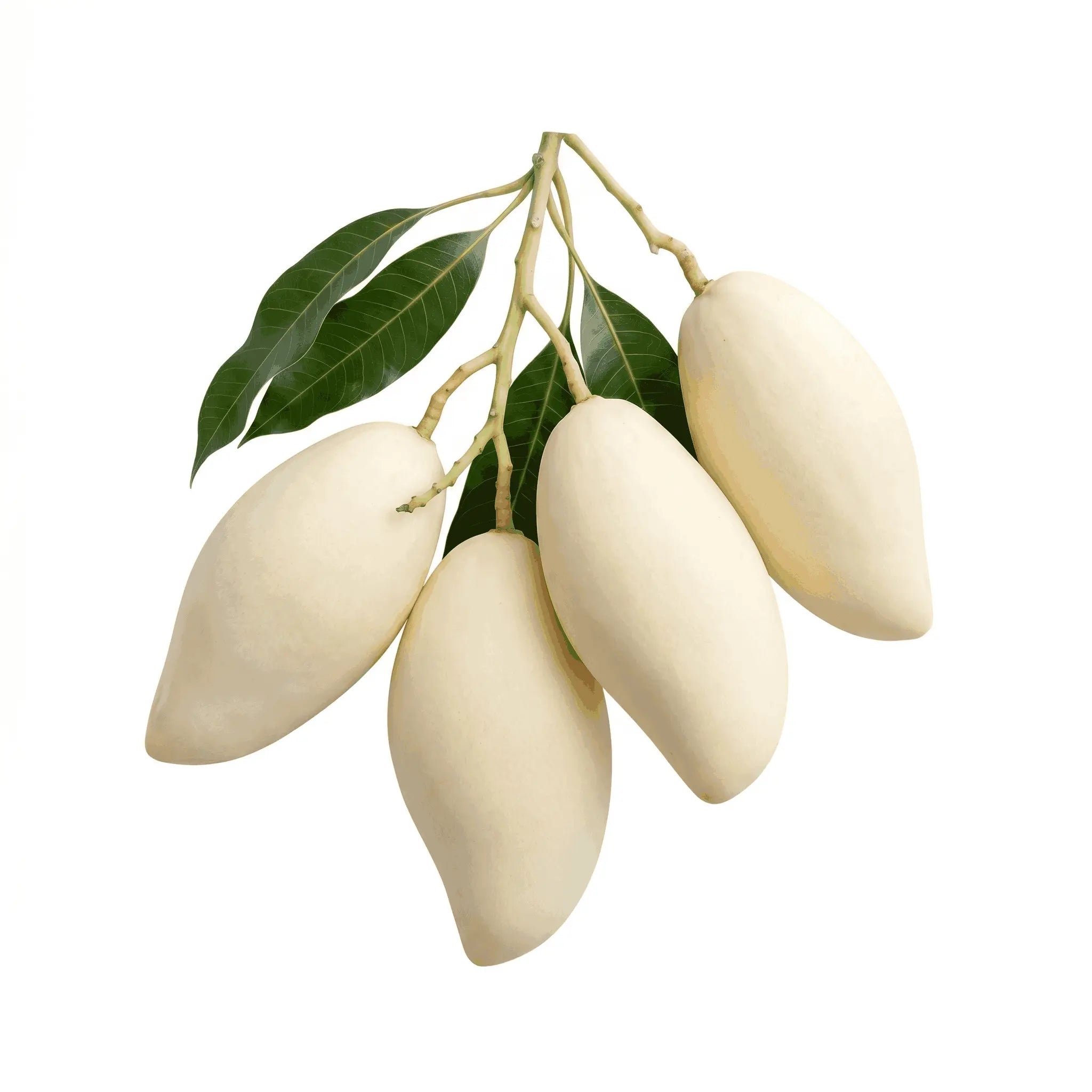 MANGO WHITE THAILAND